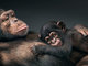 Photo Tim Flach