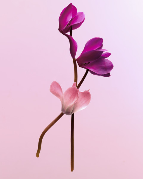 Photo Florence Verrier