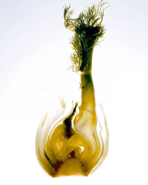 Photo Florence Verrier