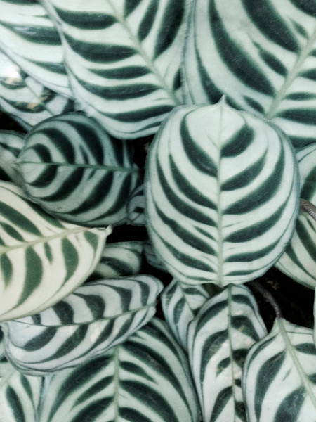 Photo ELEONORA BRAVI