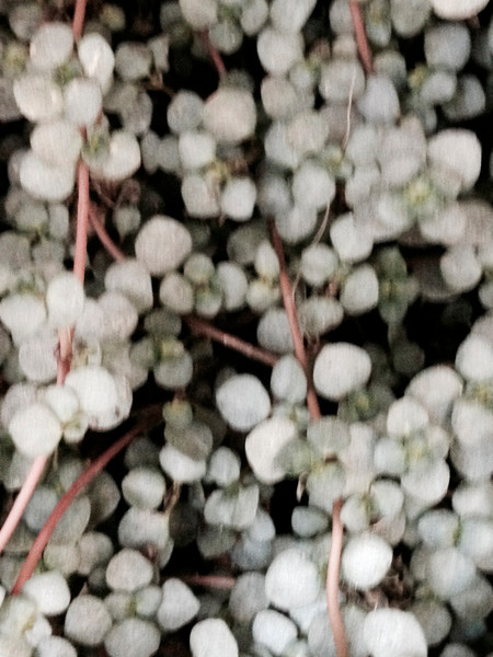 Photo ELEONORA BRAVI