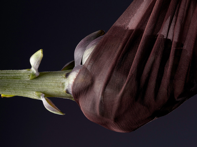 Photo Patrice de Villiers