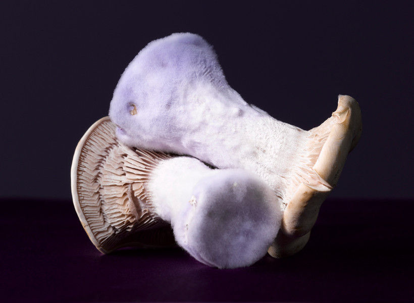 Photo Patrice de Villiers