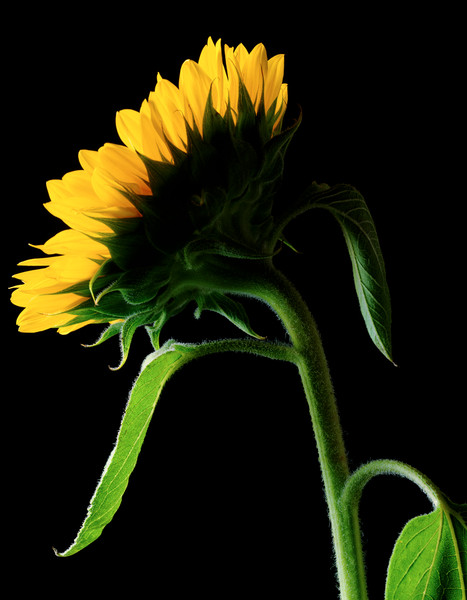 Photo Patrice de Villiers