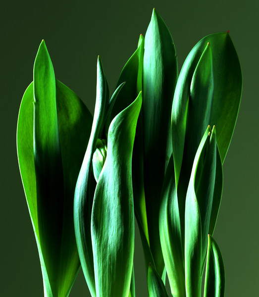 Photo Patrice de Villiers