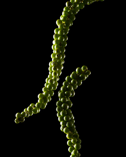 Photo Patrice de Villiers