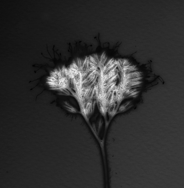 Photo Florence Verrier