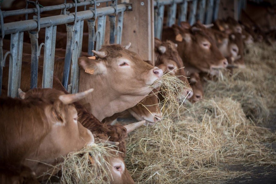 Photo SOPHIE BRANDSTROM