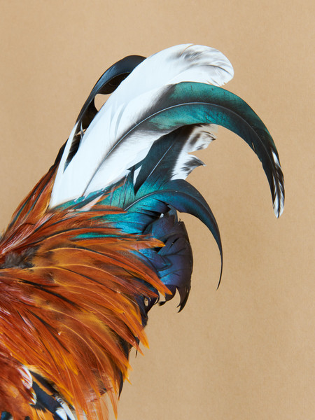 Photo Thomas Chéné