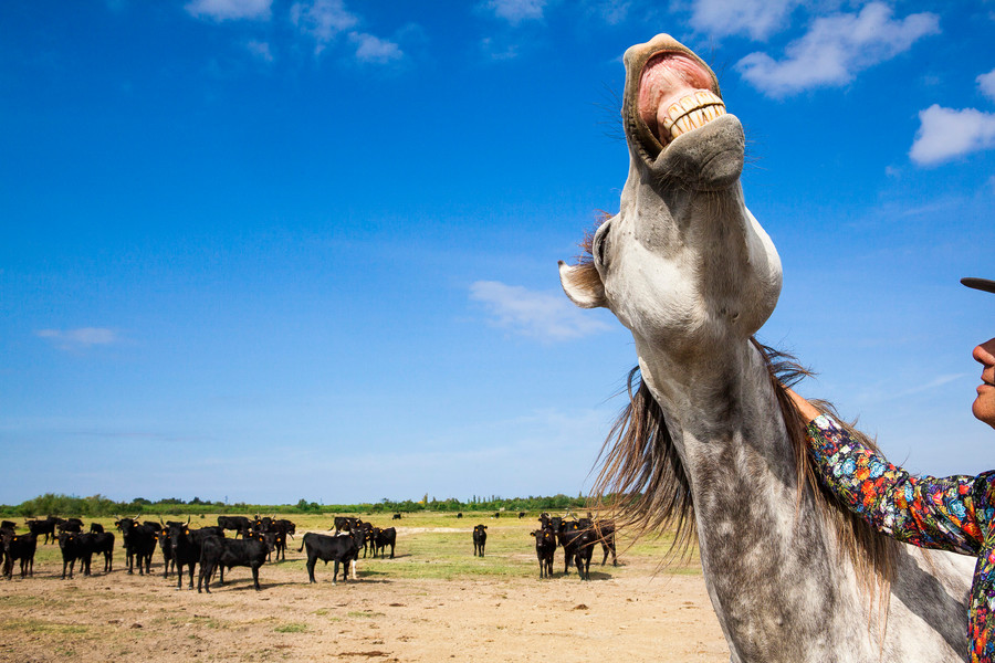 Photo Pascal Dolémieux