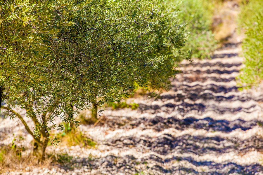 Photo Pascal Dolémieux