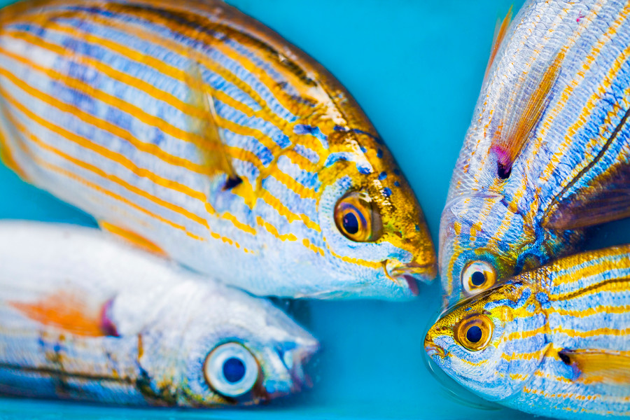 Photo Pascal Dolémieux