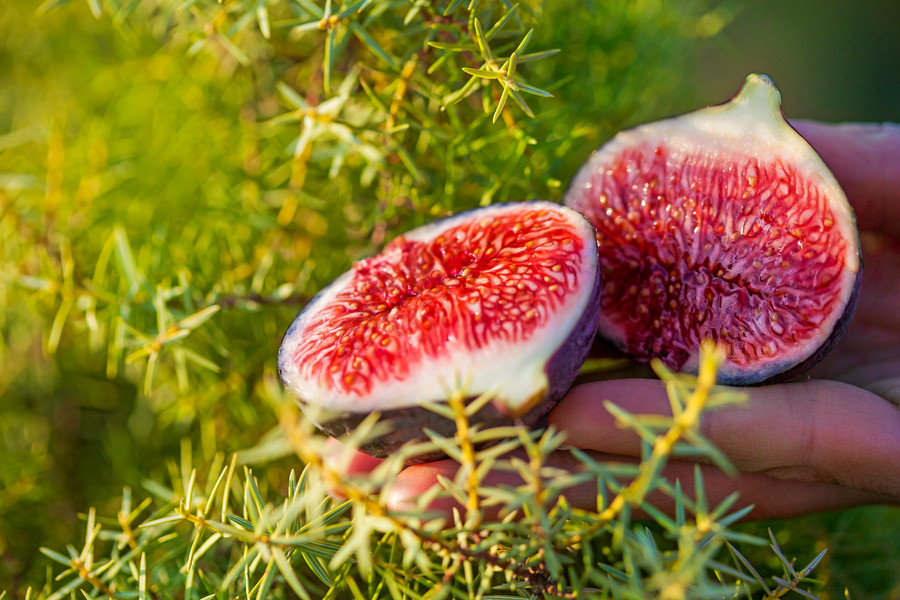 Photo Pascal Dolémieux