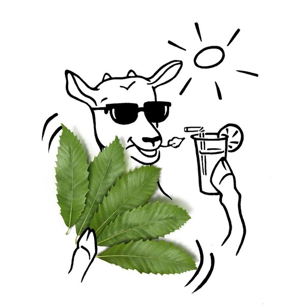 Photo Frédérique Vayssières