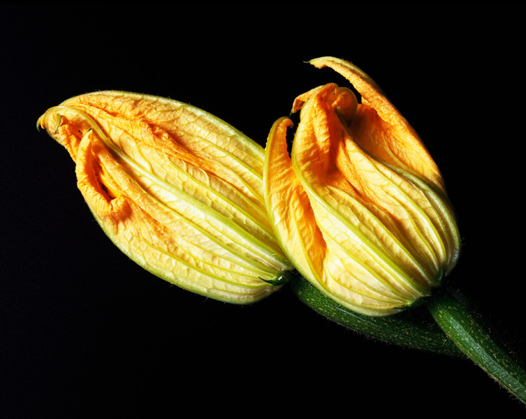 Photo Patrice de Villiers