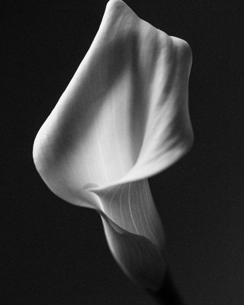 Photo Laurent Castellani