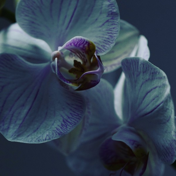 Photo Laurent Castellani