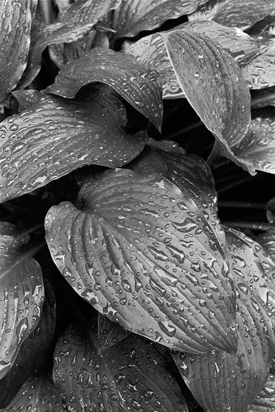 Photo Alain Longeaud