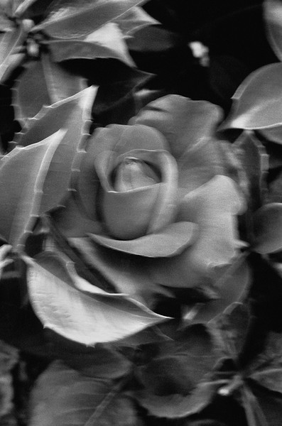 Photo Alain Longeaud